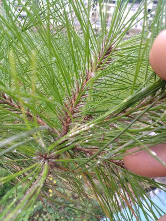 我养的山松下山桩这是遭什么病虫害了