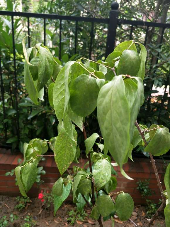 腊梅下山桩是有病虫害吗 怎么办 图片