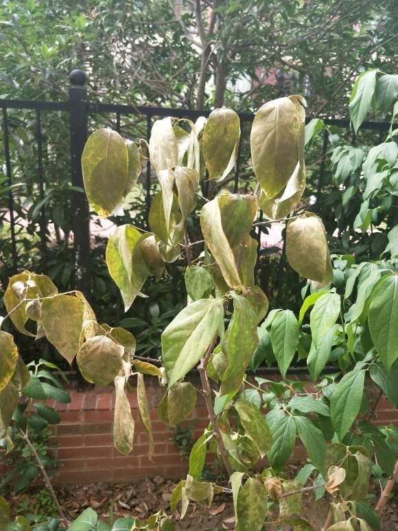 腊梅下山桩是有病虫害吗 怎么办 图片