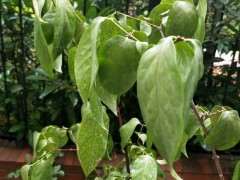 腊梅下山桩是有病虫害吗 怎么办 图片