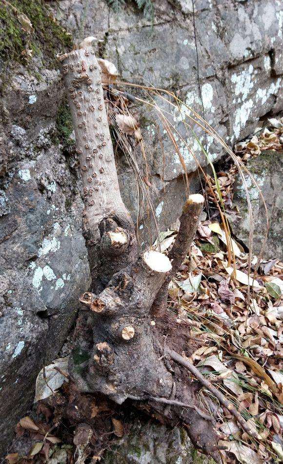 几颗野生腊梅下山桩 能栽的活吗 图片