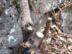 几颗野生腊梅下山桩 能栽的活吗 图片