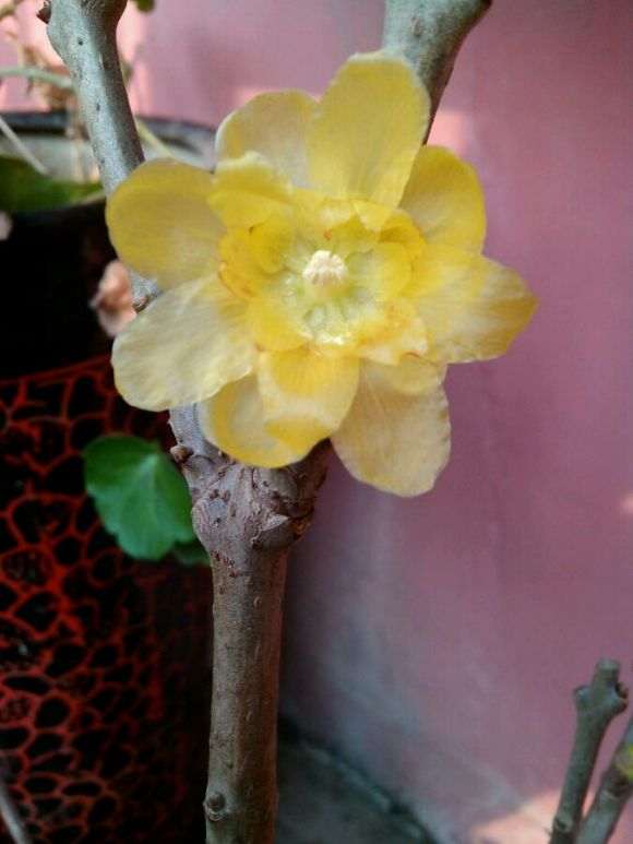 我对虎蹄腊梅下山桩的浅见 图片