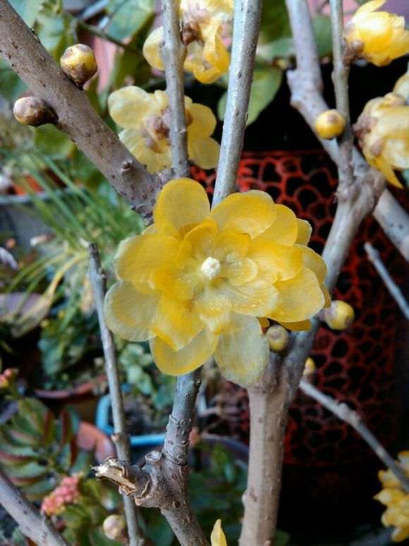 我对虎蹄腊梅下山桩的浅见 图片