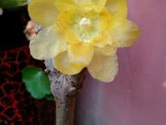 我对虎蹄腊梅下山桩的浅见 图片