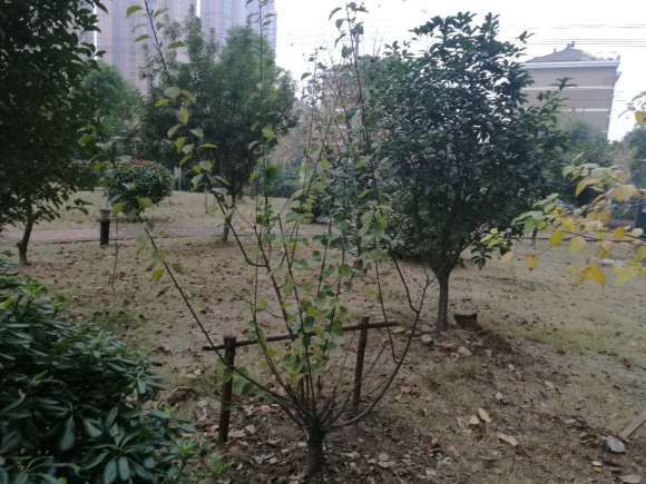 腊梅下山桩基本落叶了 怎么办 图片