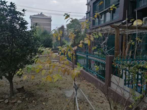 腊梅下山桩基本落叶了 怎么办 图片