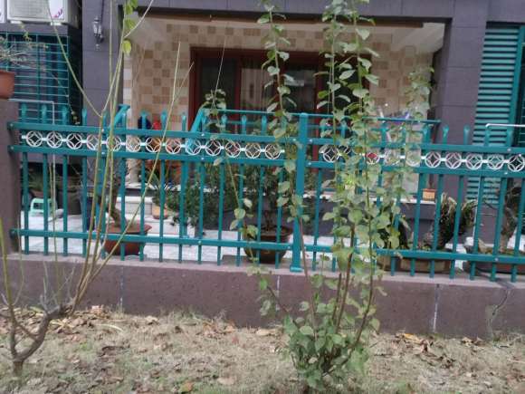 腊梅下山桩基本落叶了 怎么办 图片