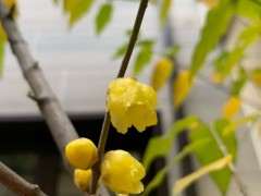 腊梅下山桩已经开了叶子 还这么多 图片