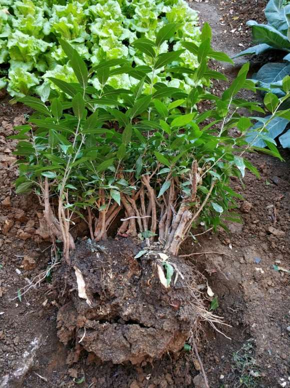 挖了个腊梅下山桩 怎么嫩叶子多 图片