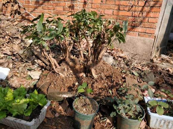 挖了个腊梅下山桩 怎么嫩叶子多 图片