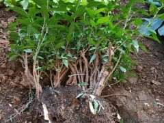 挖了个腊梅下山桩 怎么嫩叶子多 图片