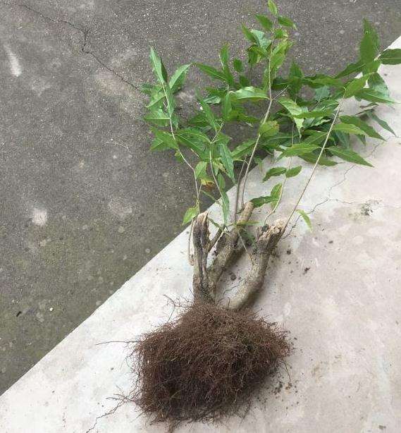 为什么腊梅下山桩生桩用 素沙栽培 图片