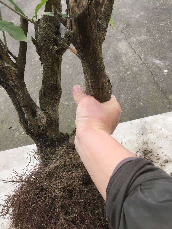 为什么腊梅下山桩生桩用 素沙栽培 图片