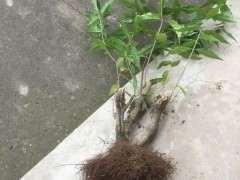 为什么腊梅下山桩生桩用 素沙栽培 图片