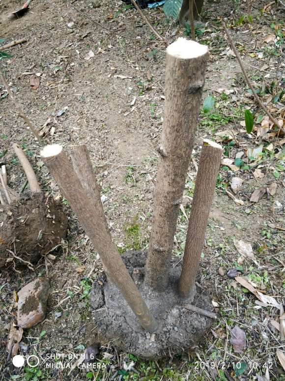 腊梅下山桩怎么独干低接的方法 图片