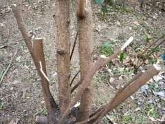 腊梅下山桩怎么独干低接的方法 图片