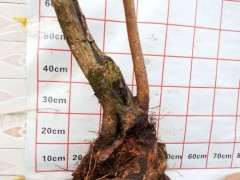 腊梅下山桩怎么选桩的方法 图片