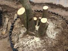 腊梅下山桩生桩这样修剪行吗 图片