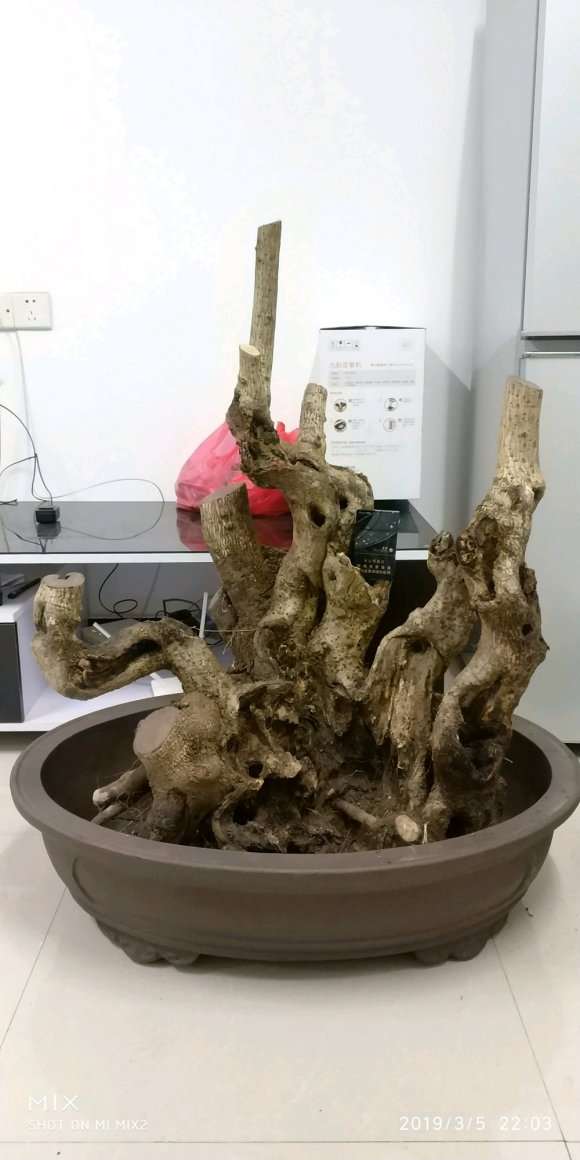 腊梅下山桩舍利部分怎么处理 图片