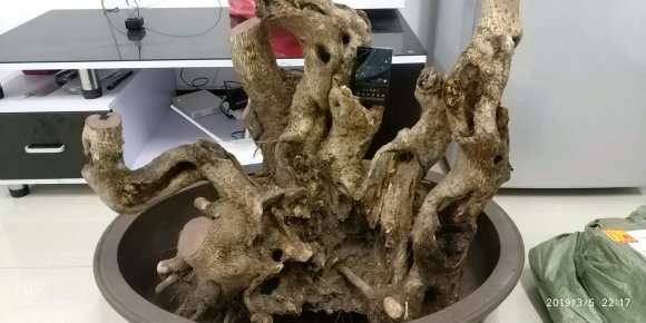 腊梅下山桩舍利部分怎么处理 图片