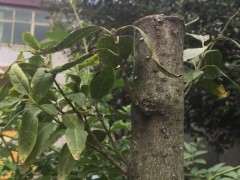 腊梅下山桩怎么移栽 还没发芽 图片