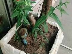 我这个腊梅下山桩都发这么长了 图片