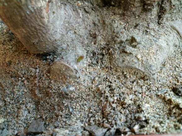 腊梅下山桩有没有假死现象 怎么样 图片