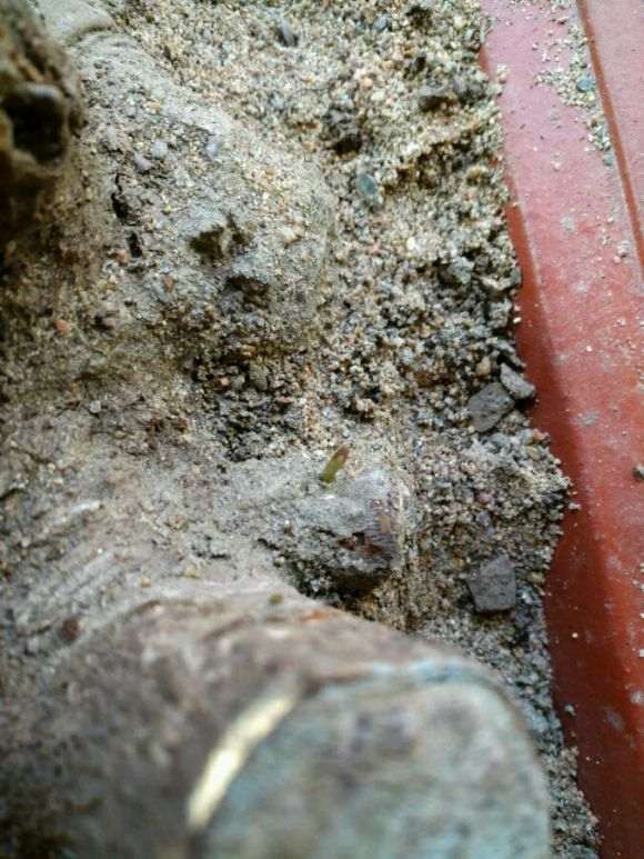 腊梅下山桩有没有假死现象 怎么样 图片