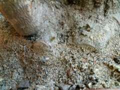 腊梅下山桩有没有假死现象 可以吗 图片