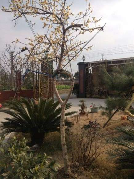 新迁腊梅下山桩如何杀桩 图片