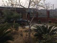 新迁腊梅下山桩如何杀桩 图片