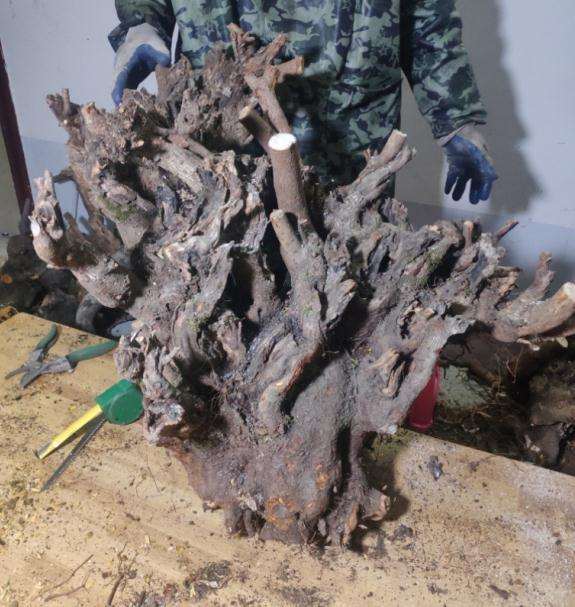 腊梅下山桩用什么盆栽植好看 图片