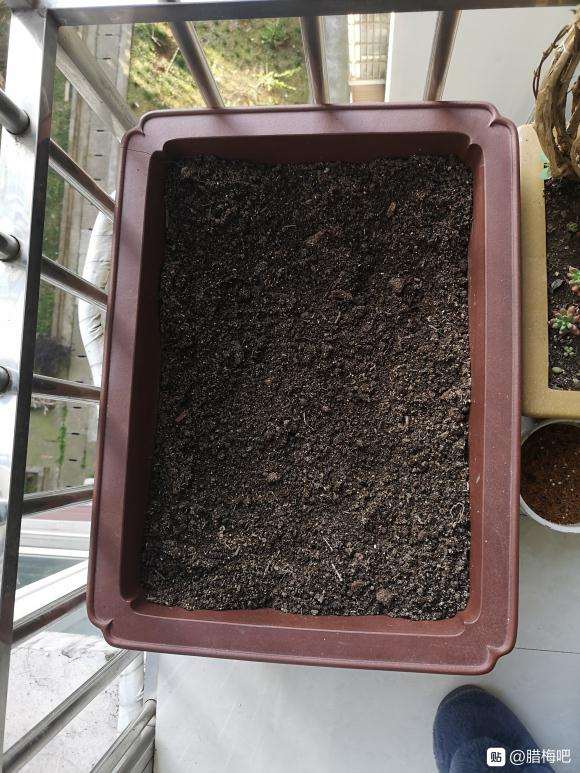 下山桩怎么买盆最好 图片