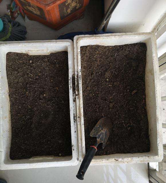 下山桩怎么买盆最好 图片