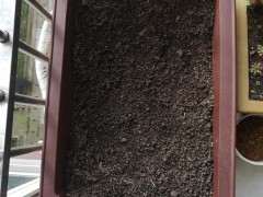 下山桩怎么买盆最好 图片