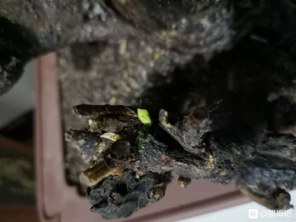 为什么用素沙高培腊梅下山桩 图片