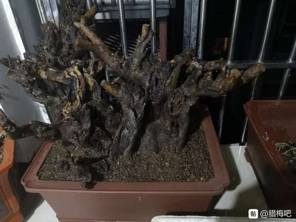 为什么用素沙高培腊梅下山桩 图片