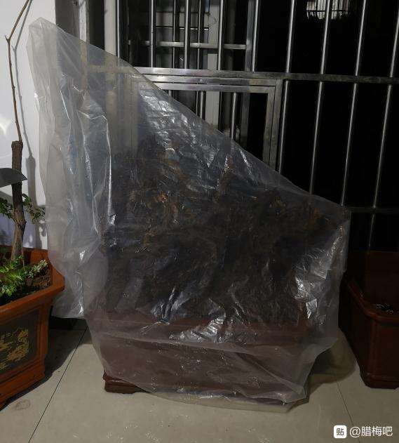 为什么用素沙高培腊梅下山桩 图片