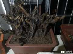 为什么用素沙高培腊梅下山桩 图片