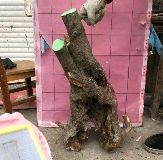 腊梅下山桩怎么种成活率会比较高 图片