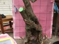 腊梅下山桩怎么种成活率会比较高 图片