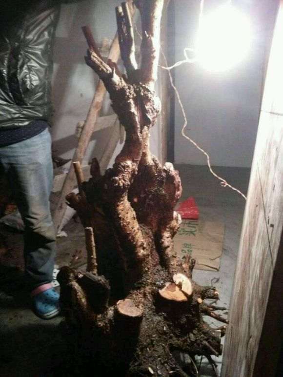 腊梅下山桩有1颗发芽了 明年再嫁接 图片