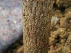 腊梅下山桩有1颗发芽了 明年再嫁接 图片