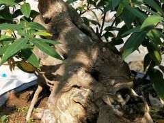 腊梅下山桩成品桩 200斤 2000元包邮