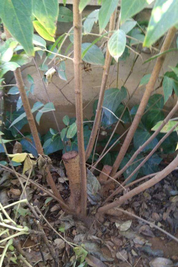 腊梅下山桩 明年开春嫁接 怎么样 图片