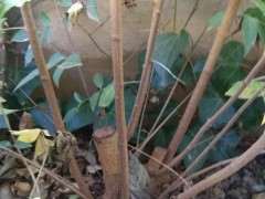 腊梅下山桩 明年开春嫁接 可以吗 图片