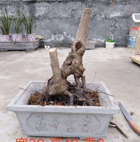 腊梅下山桩可以直接嫁接了在种吗 图片