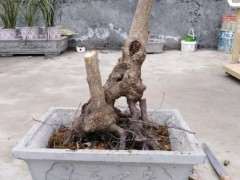 腊梅下山桩可以直接嫁接了在种吗 图片