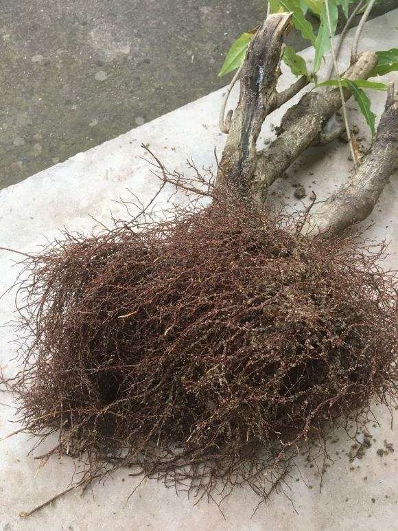 腊梅下山桩怎么换土培盆的方法 图片